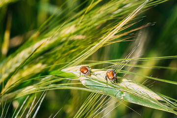 Insects Pest Of Agricultural Crops Grain Beetles On Wheat Ear On Background Of Wheat Field. Bread Beetle, Or Kuzka Anisoplia Austriaca Is Beetle Of Lamellar Family, Dangerous Pest Of Cereals