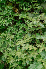 green leaves in the garden