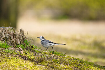 A White Wagtail Searching for Food with a Curious Expression; Toyama, Japan