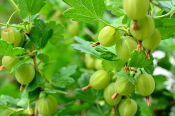 a bunch of gooseberries hanging on the branch close up