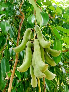 Green mucuna pruriens hanging from the stem