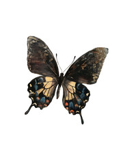 Obraz premium Butterfly in vintage mixed media style