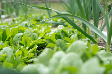 Knoblauch und Spinat in Mischkultur im Gemüsegarten / Konzept: Gemüseanbau mit Permakultur und guten Nachbarn in Reihen
