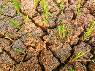 closeup photo of dry rice fields with rice plants starting to wither