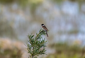 beautiful bird gray bunting sitting on a green branch on a sunny day