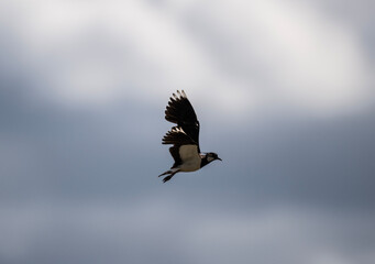 beautiful bird black and white lapwing in flight on a sunny day