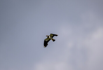 beautiful bird black and white lapwing in flight on a sunny day