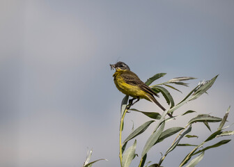 beautiful bird yellow wagtail sitting on a branch on a sunny day