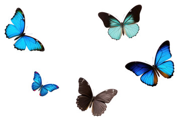 PNG Butterfly animal insect flying.