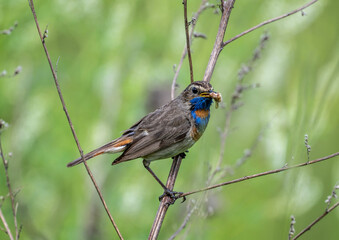 beautiful bluethroat bird sitting on a branch with prey in the forest on a sunny day