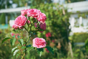 róże pnące  © Marcin Łazarczyk