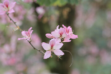 a flower blooming, Closeup Purple Orchid Tree