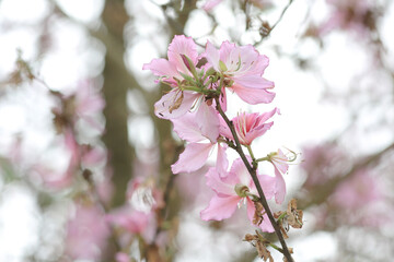 a flower blooming, Closeup Purple Orchid Tree