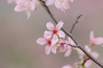 a sukura flowers on a spring day