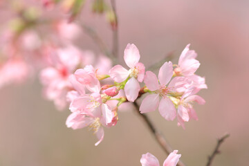 a sukura flowers on a spring day