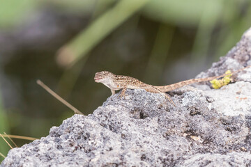 Brown anole. Anhinga trail. Everglades National  Park. Florida. USA