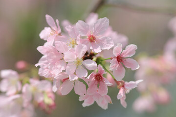 the pink blossom sukura flowers on a spring day