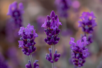 A close-up of a purple lavender flower, with its small, fragrant blooms. 