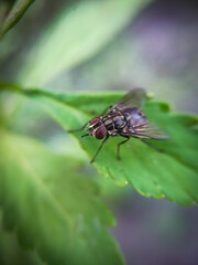 fly on leaf