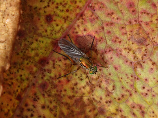 Semaphore fly (Poecilobothrus nobilitatus), female sitting on a wilting leaf