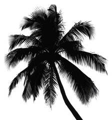 PNG Palm tree silhouette outdoors nature.