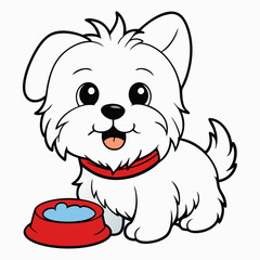 maltese dog drinking on white background