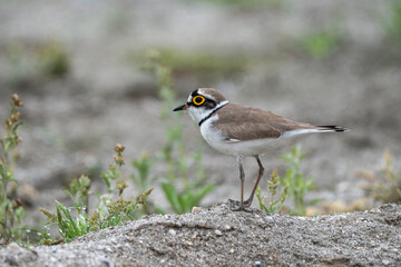 The little ringed plover (Charadrius dubius ) is a small plover found  in river valleys 