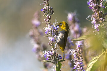 The Oriental White-eye (Zosterops palpebrosus) is a small passerine bird in the white-eye family resident breeder in open woodland on the Indian subcontinent