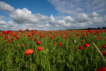 Champs de coquelicots sauvages