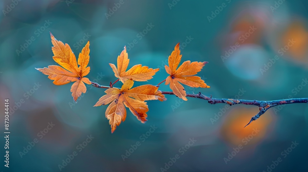 Wall mural beautiful branch with maple leaves on isolated background