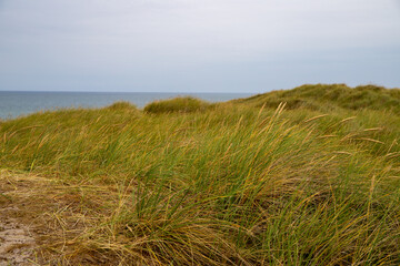 Sand dune with grass reeds on Denmark