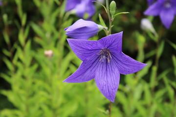 ききょう開花