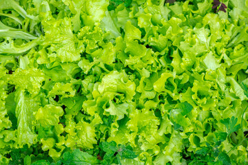 lettuce growing in garden beds, natural background, vegetarian food