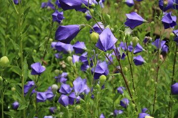 ききょう
つぼみ満開