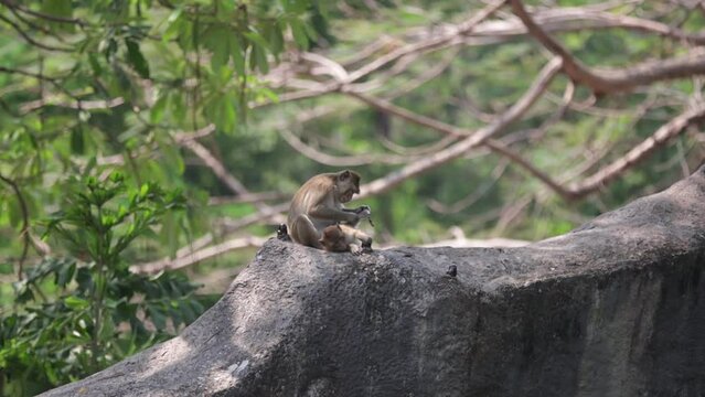 Lovely Family of Monkey in Zoo