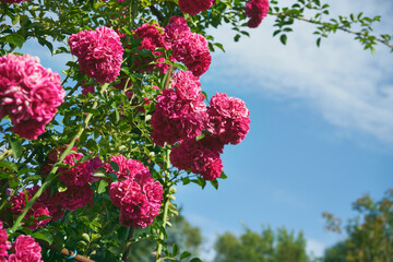 pnące róże  © Marcin Łazarczyk