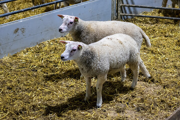 White Texel sheep. Texel island, the northern Netherlands.