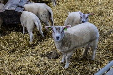 White Texel sheep. Texel island, the northern Netherlands.