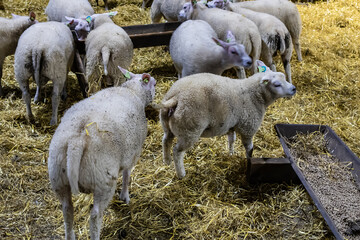 White Texel sheep. Texel island, the northern Netherlands.