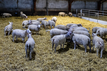 White Texel sheep. Texel island, the northern Netherlands.