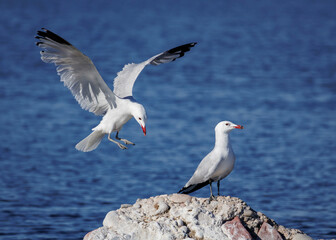 Gaviotas, aterrizaje