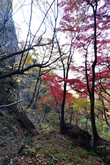 Obraz premium Climbing Mount Iwabitsu, Gunma, Japan