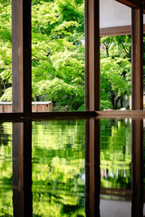 宝徳寺の春の床もみじ 縦