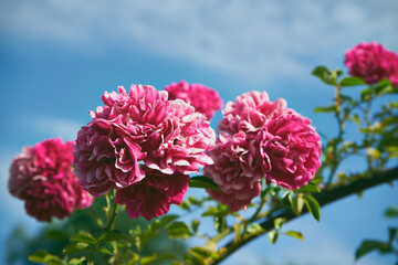 pnące róże  © Marcin Łazarczyk