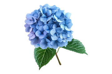 Blue hydrangea isolated on transparent background