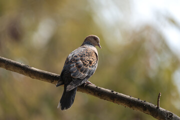 Dove perched on tree branch. The Oriental Turtle Dove or Rufous Turtle Dove (Streptopelia orientalis) is a member of the Columbidae bird family.