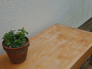 flowers on the table plant in a pot