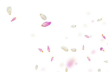 Tulip overlay