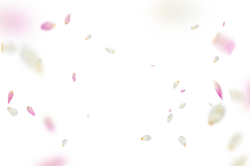  Tulip overlay © Graphic