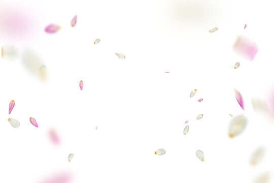 Fototapeta Tulip overlay